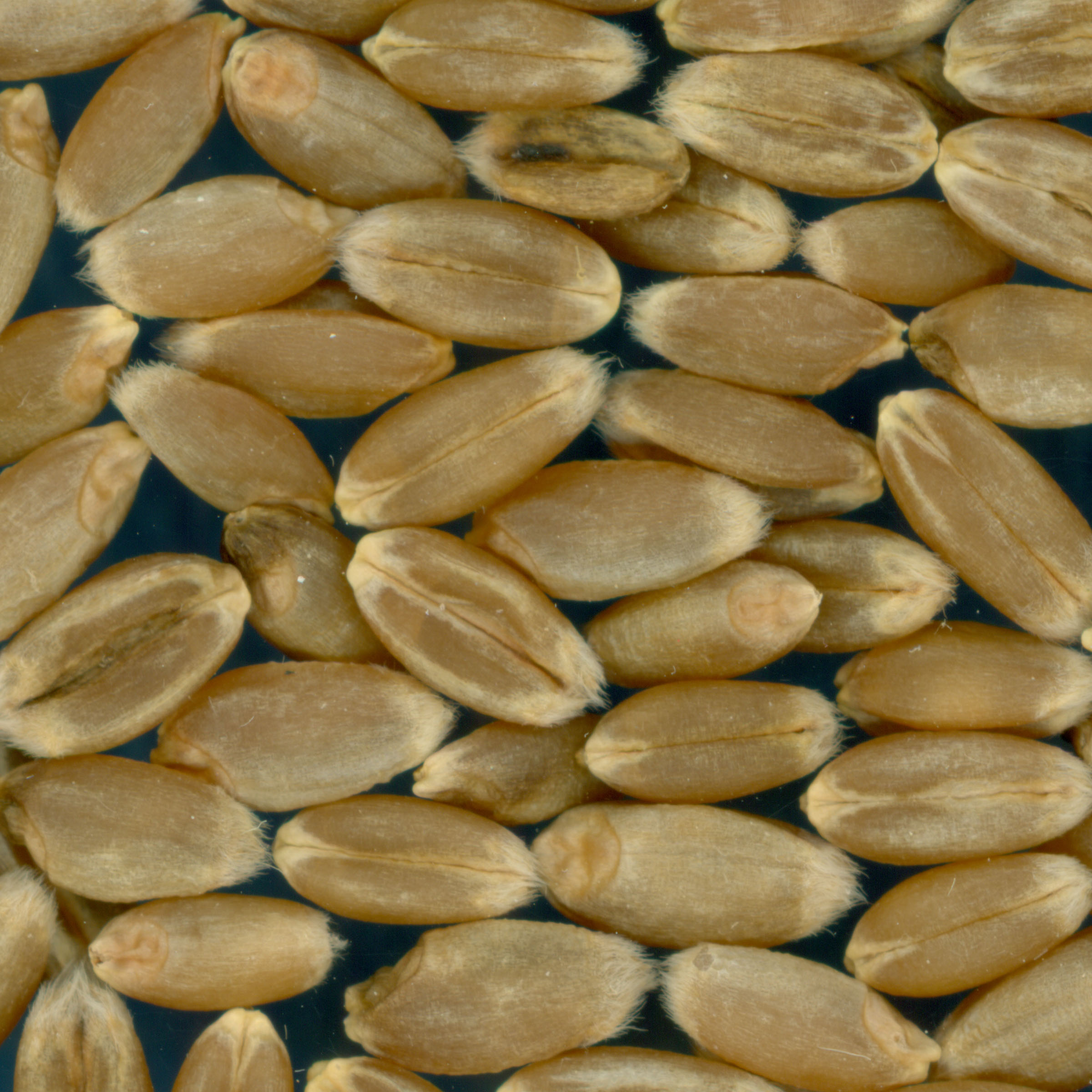 KERNELS
